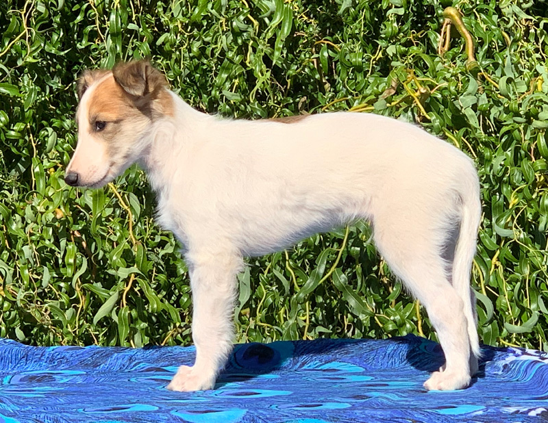 5 weeks - Boy 5 left